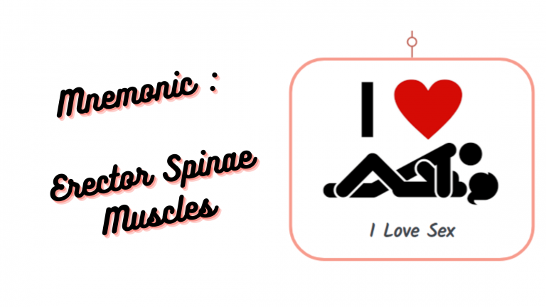 Read more about the article [Very Cool] Mnemonic : Erector Spinae Muscles