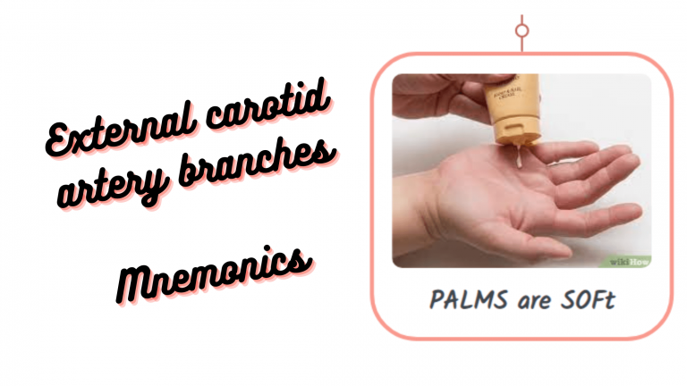 Read more about the article [Very Cool] Mnemonic : External Carotid Artery Branches
