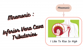 [Very Cool] Mnemonic : Inferior Vena Cava Tributaries
