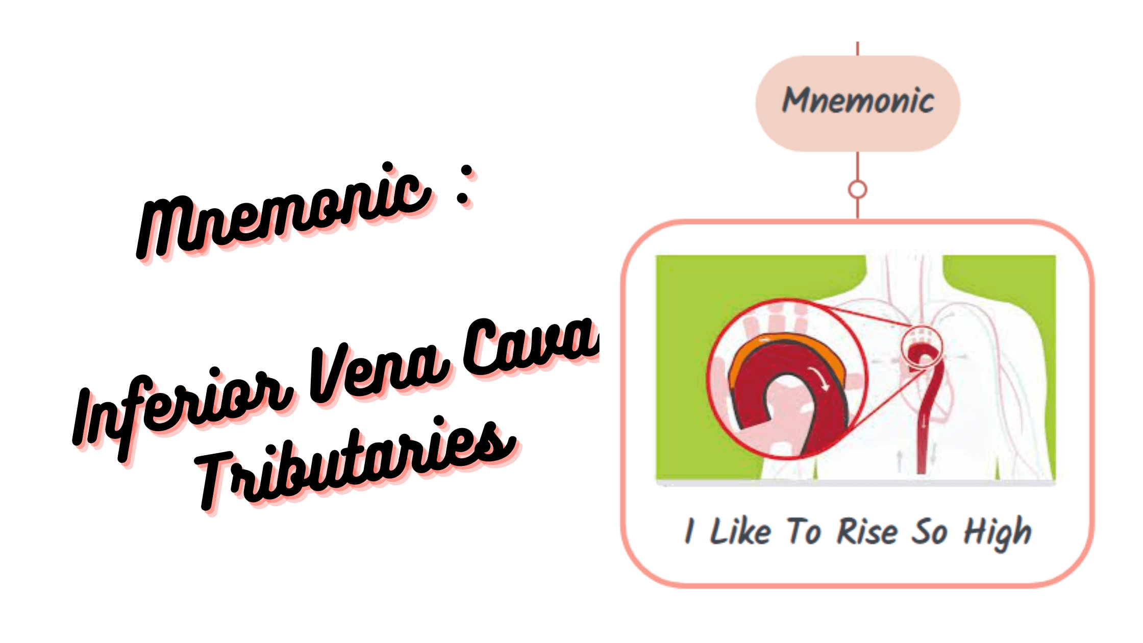 You are currently viewing Mnemonic :   Inferior Vena Cava Tributaries