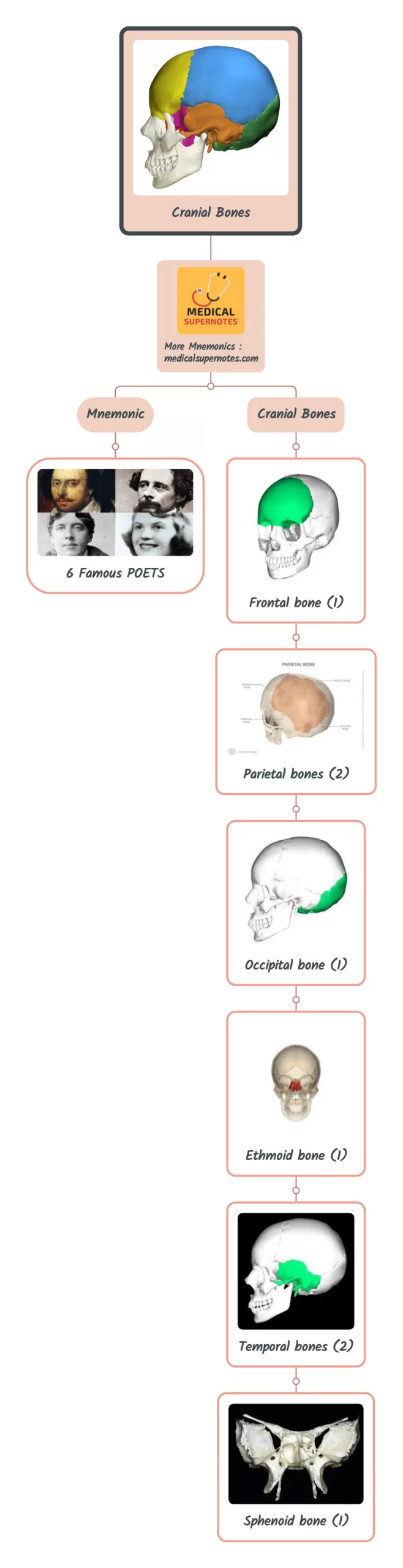 Mnemonic To Remember The Cranial Bones