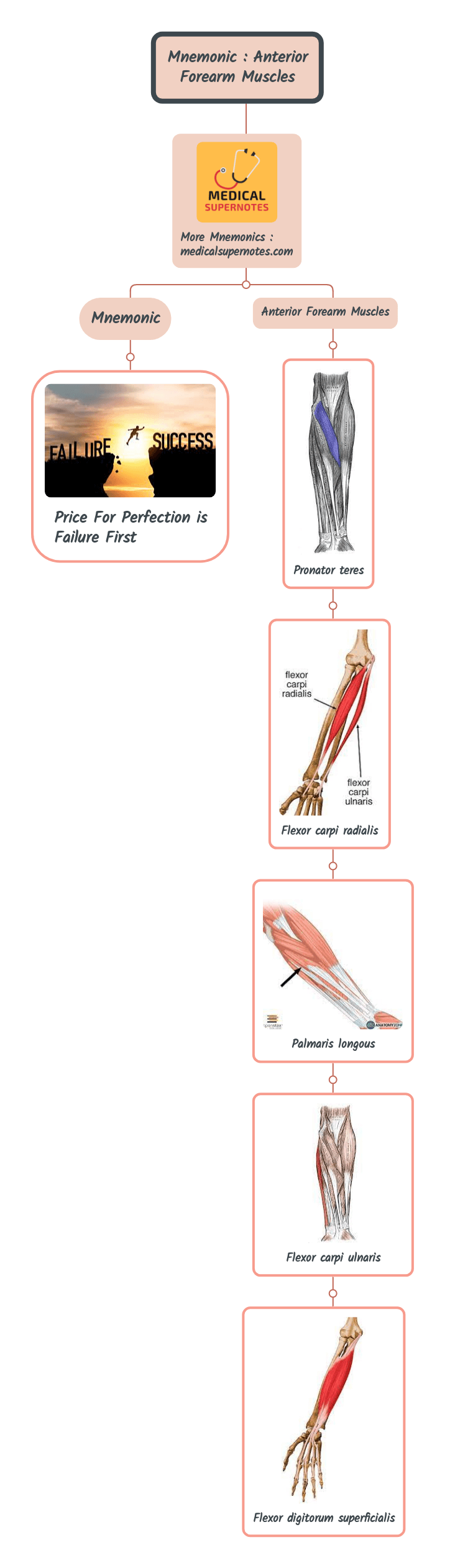 Mnemonic _ Anterior Forearm Muscles
