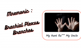 Mnemonic :  Brachial Plexus Branches