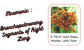 [Very Cool] Mnemonic : Bronchopulmonary Segments of Right Lung
