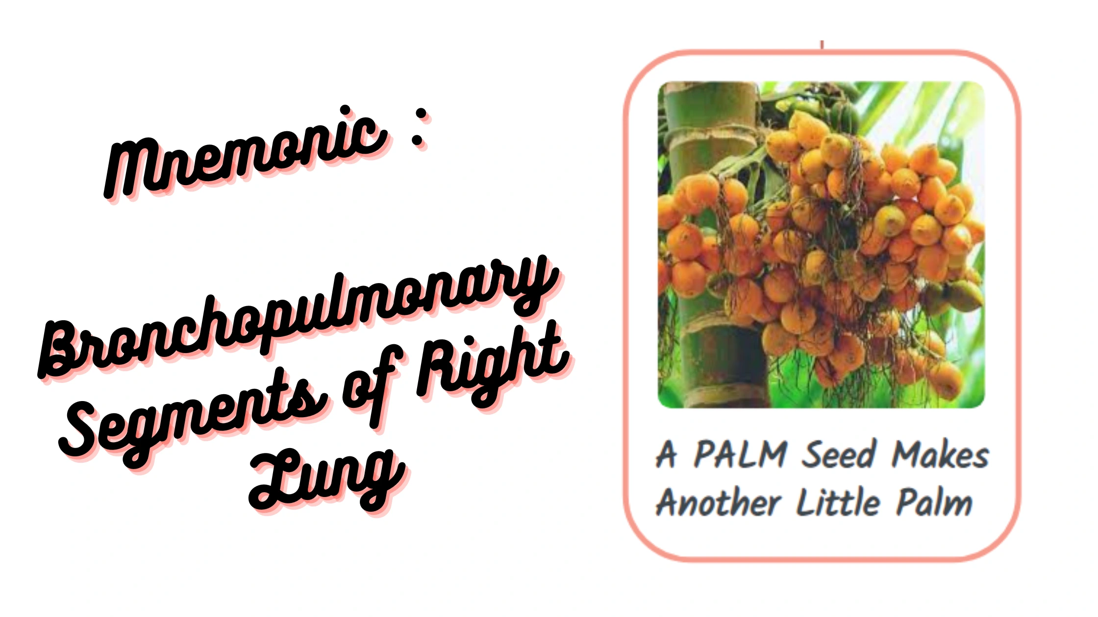 You are currently viewing Mnemonic : Bronchopulmonary Segments of Right Lung