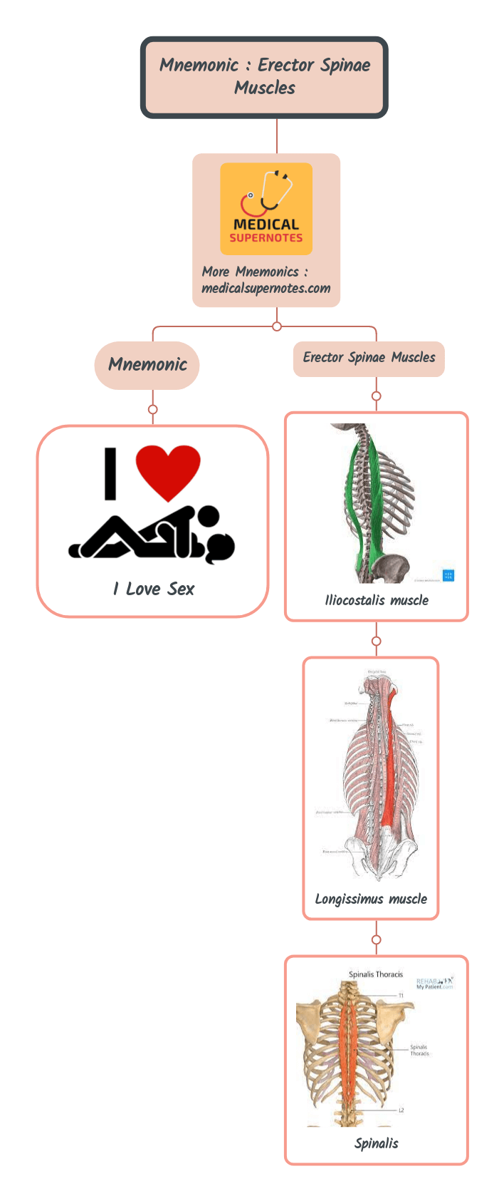 Mnemonic _ Erector Spinae Muscles