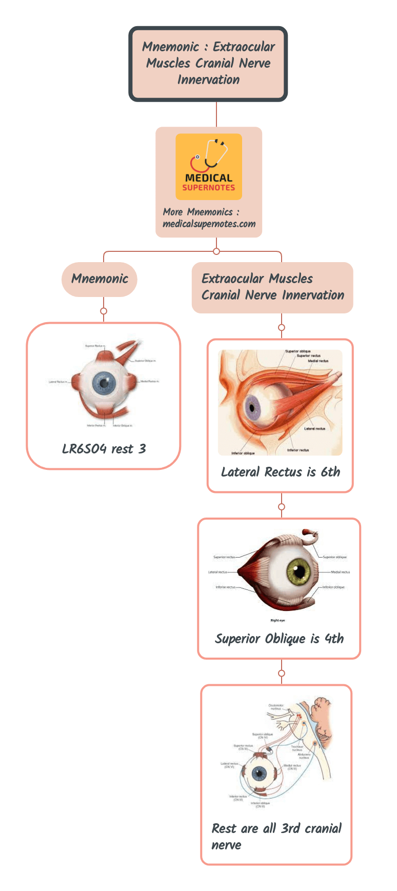 Mnemonic _ Extraocular Muscles Cranial Nerve Innervation