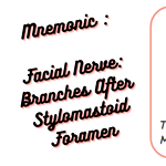 Mnemonic _ Facial Nerve_ Branches After Stylomastoid Foramen medical notes for med students