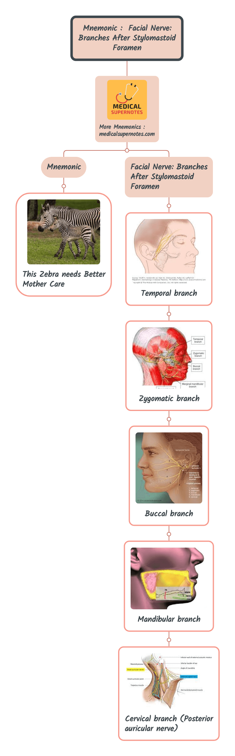 Mnemonic _ Facial Nerve_ Branches After Stylomastoid Foramen