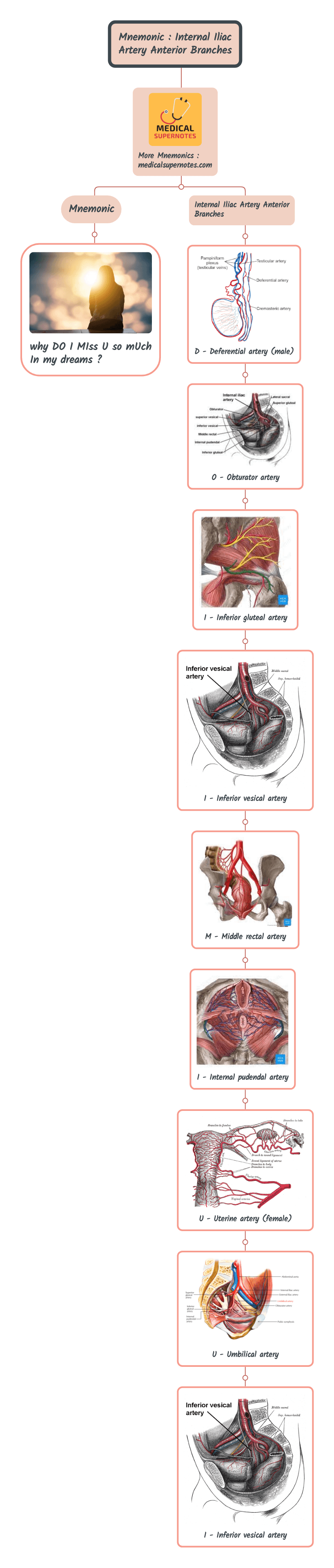 Mnemonic _ Internal Iliac Artery Anterior Branches