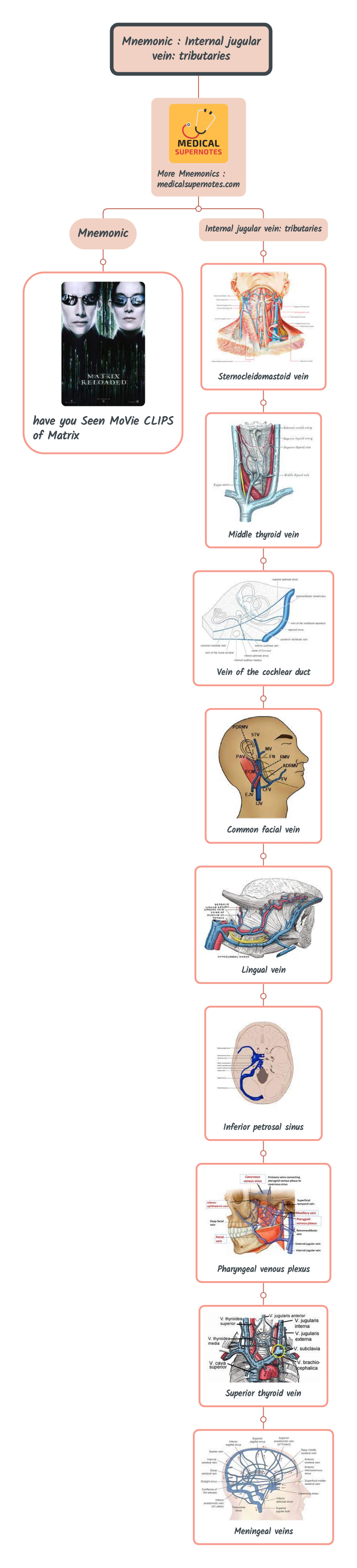 Mnemonic _ Internal jugular vein_ tributaries