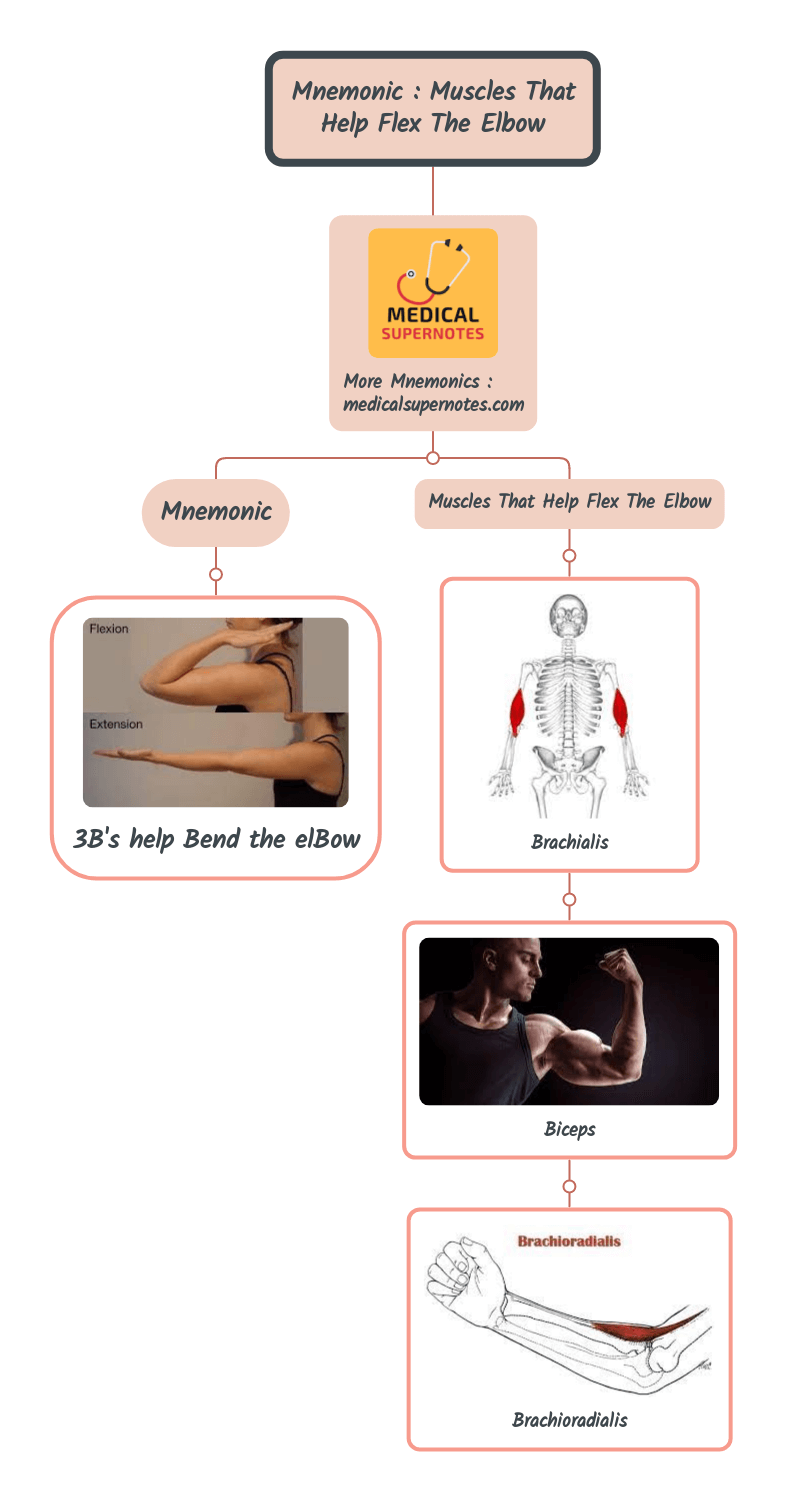 Mnemonic _ Muscles That Help Flex The Elbow