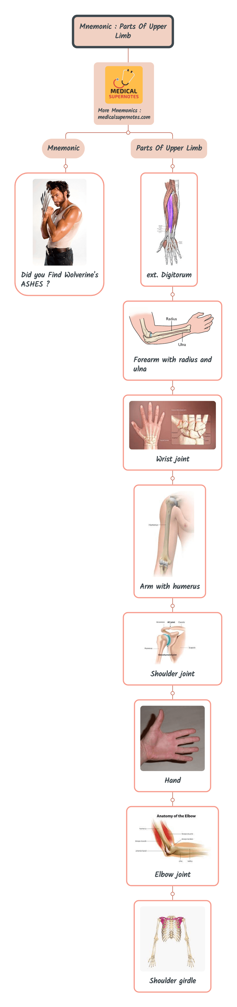 Mnemonic _ Parts Of Upper Limb