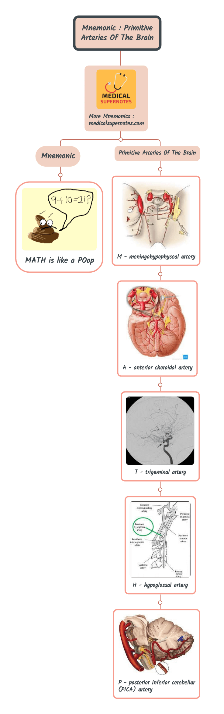 Mnemonic _ Primitive Arteries Of The Brain