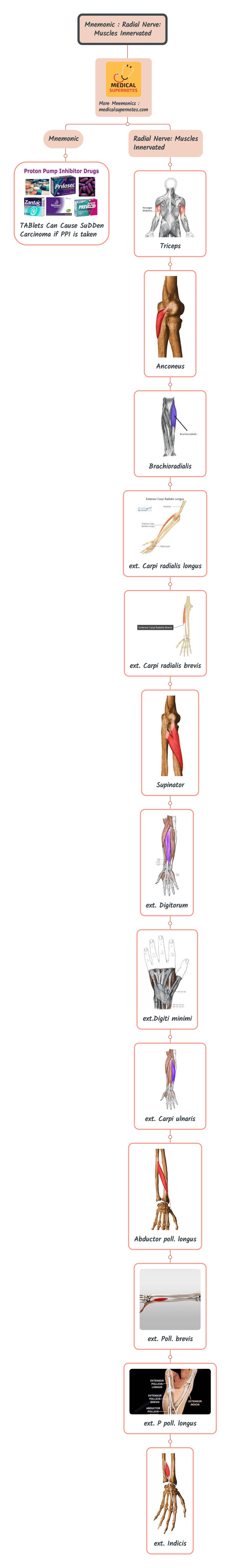 Mnemonic _ Radial Nerve_ Muscles Innervated