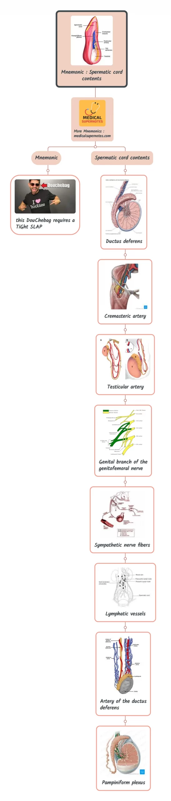 Mnemonic _ Spermatic cord contents