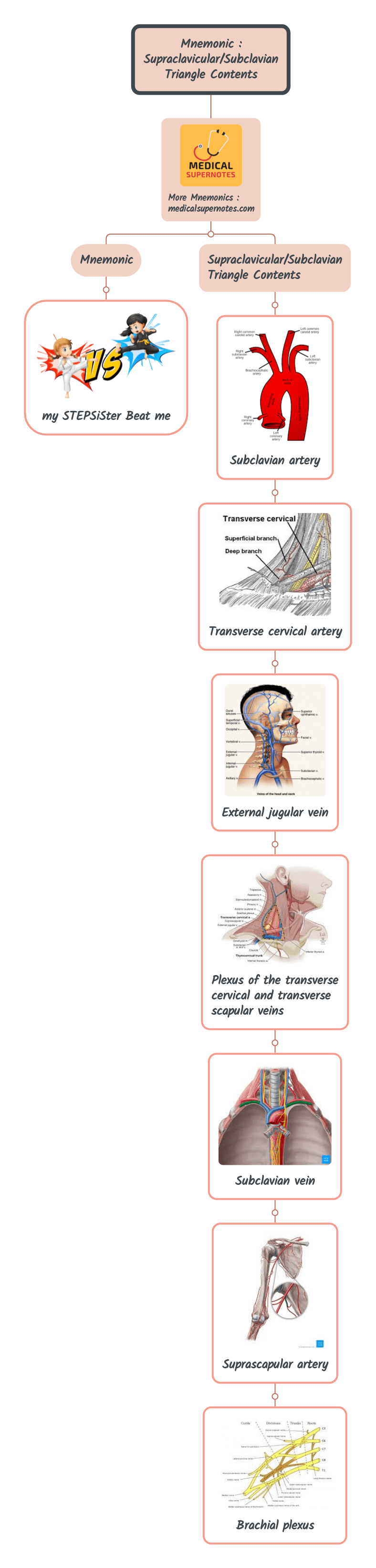 Mnemonic _ Supraclavicular_Subclavian Triangle Contents