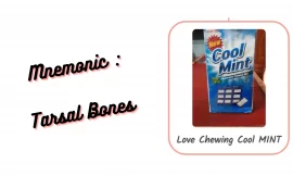 [Very Cool] Mnemonic : Tarsal Bones