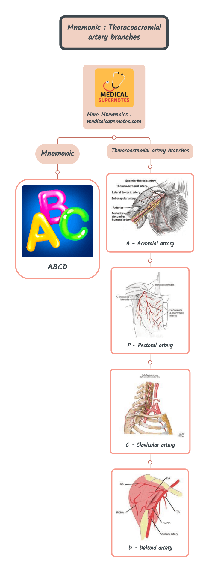 Mnemonic _ Thoracoacromial artery branches