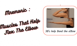 Mnemonic : Muscles That Help Flex The Elbow