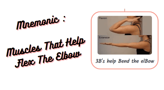 You are currently viewing Mnemonic : Muscles That Help Flex The Elbow