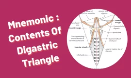 [Very Cool] Mnemonic : Digastric Triangle Contents