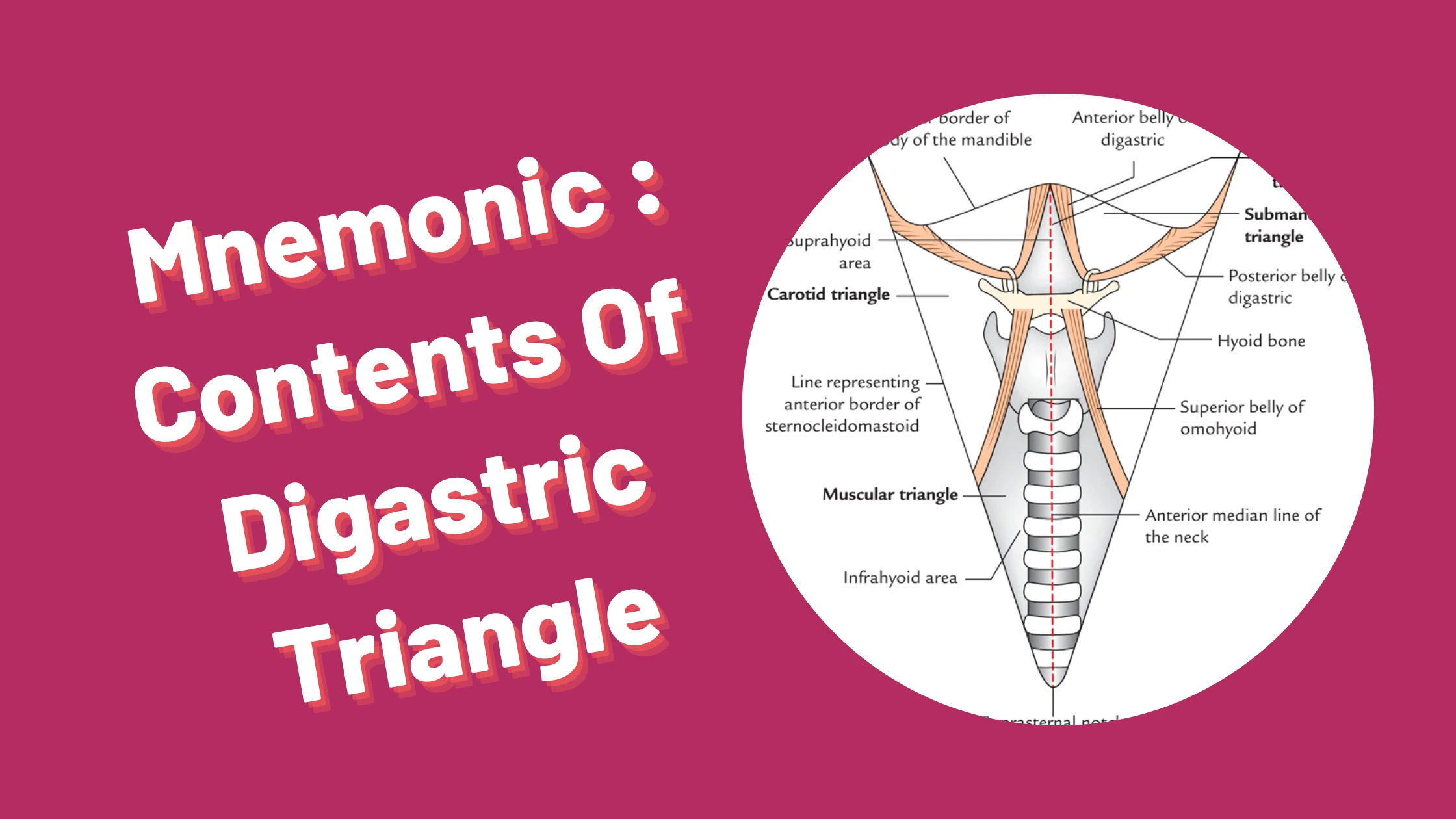 You are currently viewing [Very Cool] Mnemonic : Digastric Triangle Contents