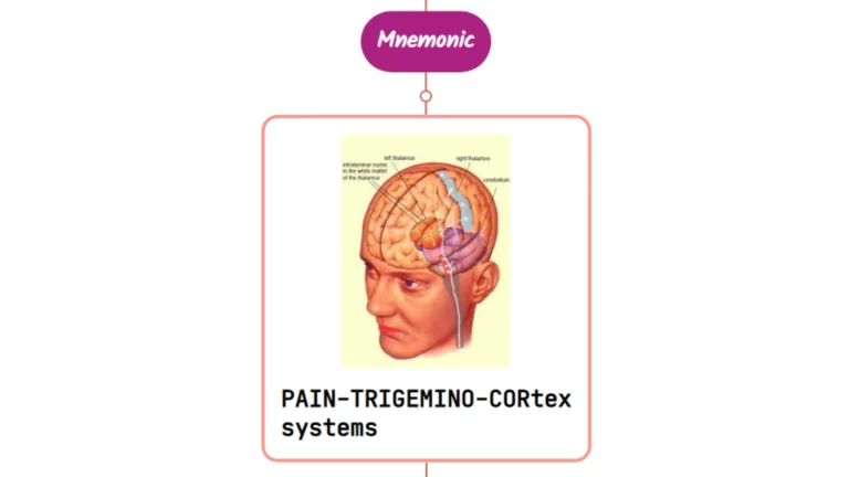 Read more about the article Anatomy & Physiology Of Headache Overview [Mnemonic]