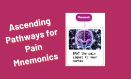 Ascending Pathways for Pain Mnemonics [Remember Easily]