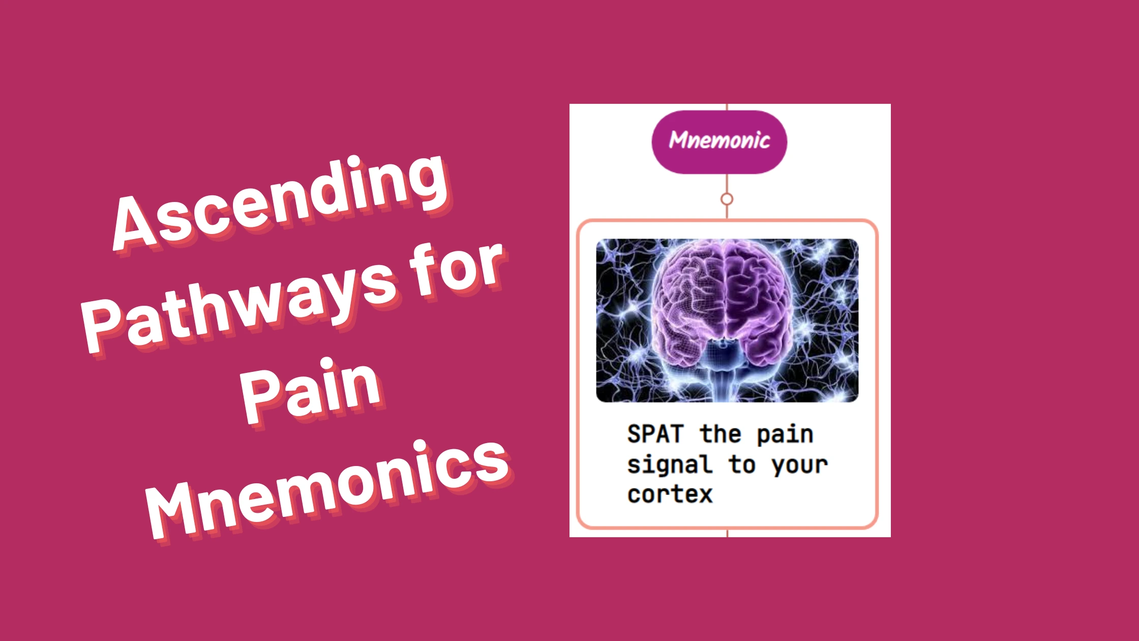 You are currently viewing Ascending Pathways for Pain Mnemonics [Remember Easily]