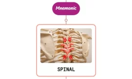 Spondylosis Important Facts : Mnemonics