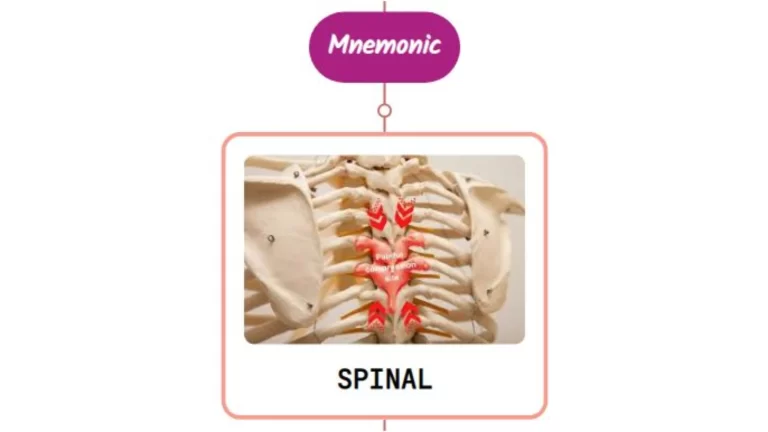 Read more about the article Spondylosis Important Facts : Mnemonics