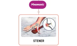 Stener Lesion : Mnemonics [NEVER FORGET AGAIN]