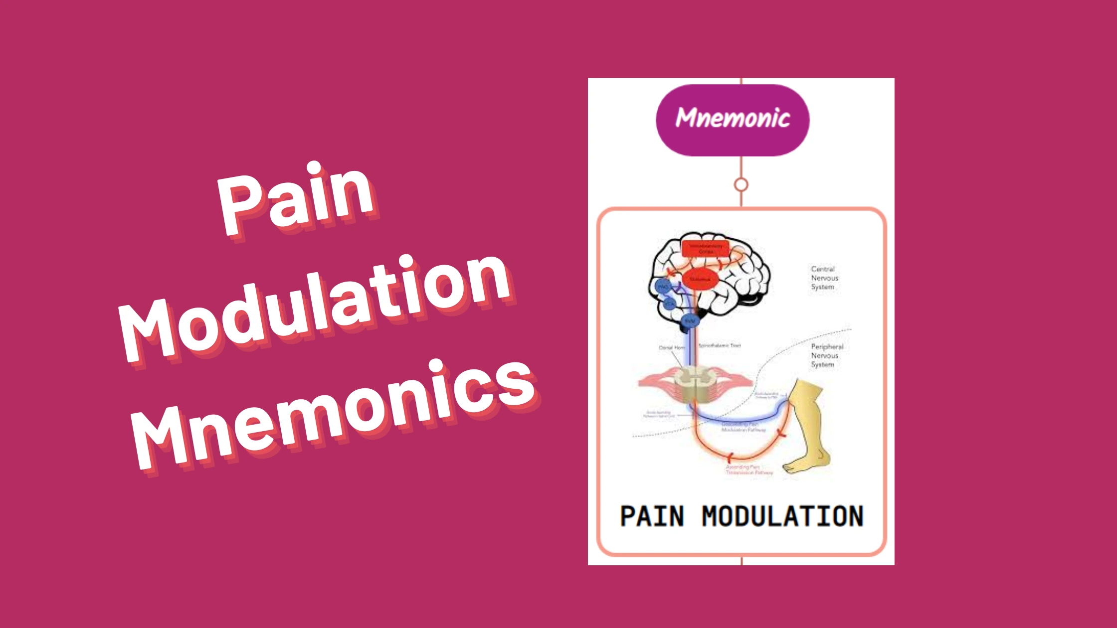 You are currently viewing Pain Modulation Mnemonics [Remember Easily]