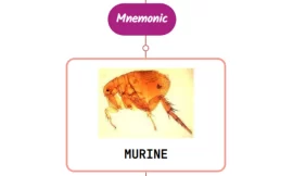 Endemic (Murine) Typhus Rash : Mnemonic [NEVER FORGET AGAIN]