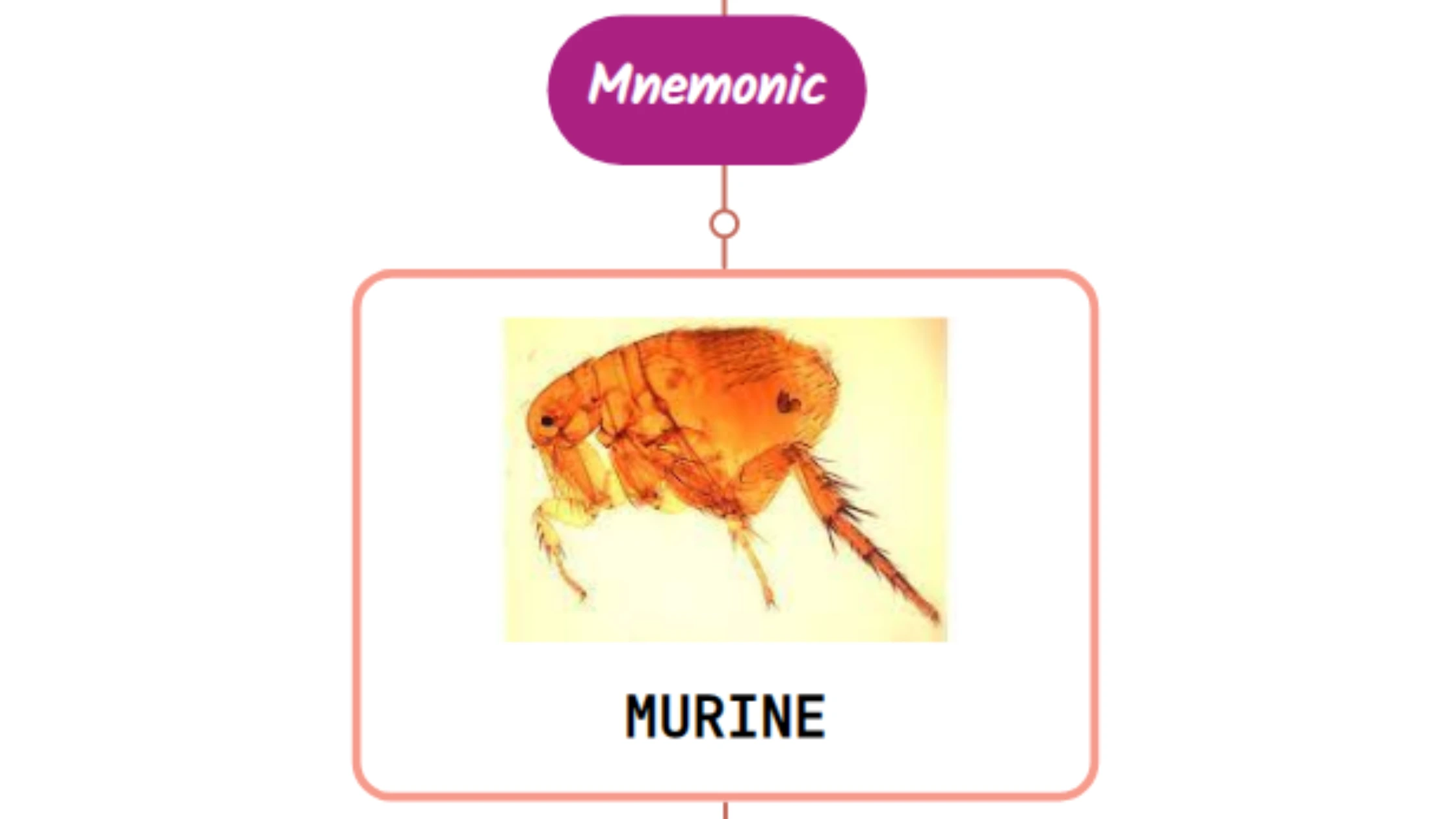 You are currently viewing Endemic (Murine) Typhus Rash : Mnemonic [NEVER FORGET AGAIN]
