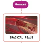 Read more about the article Injury To Brachial Plexus & Nerves : Mnemonic