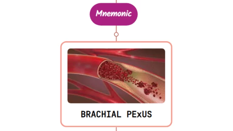 Read more about the article Injury To Brachial Plexus & Nerves : Mnemonic