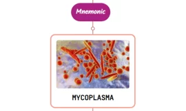 Mycoplasma-Induced Rash and Mucositis : Mnemonic