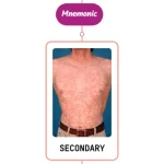 Read more about the article Secondary Syphilis Rash Mnemonic : [NEVER FORGET AGAIN]