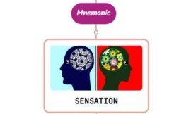 Anatomy Of Sensation Mnemonic