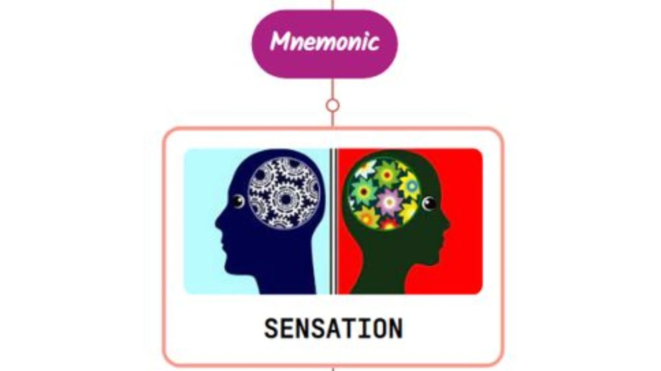 You are currently viewing Anatomy Of Sensation Mnemonic