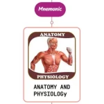 Read more about the article Anatomy & Physiology Of Gait Disorder Mnemonic