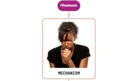 Cough Mechanism – Mnemonic