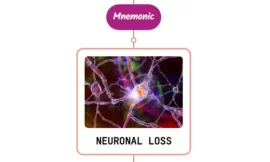 Functional Anatomy Of Dementia Mnemonic