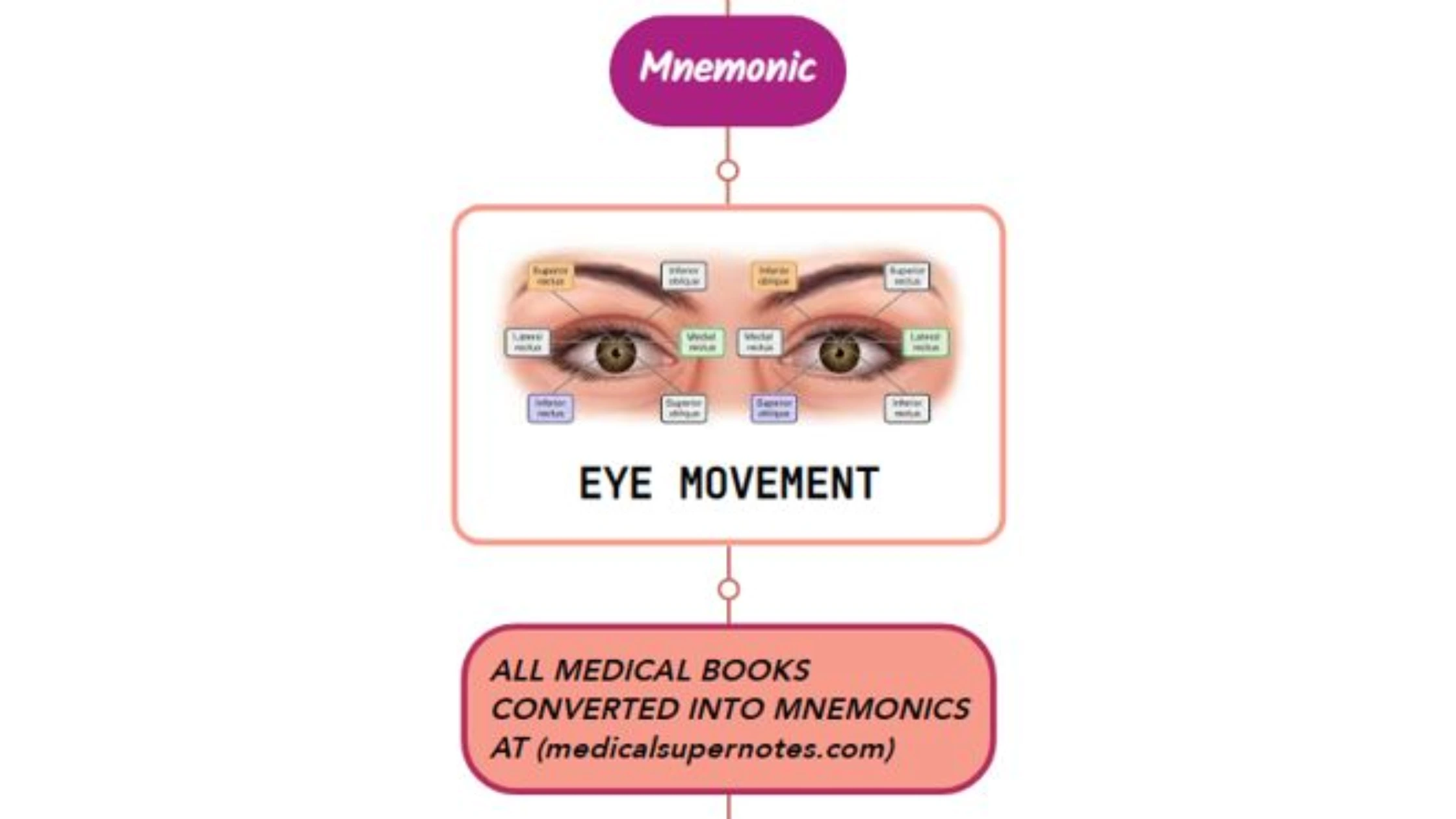 You are currently viewing Human Visual System Mnemonic