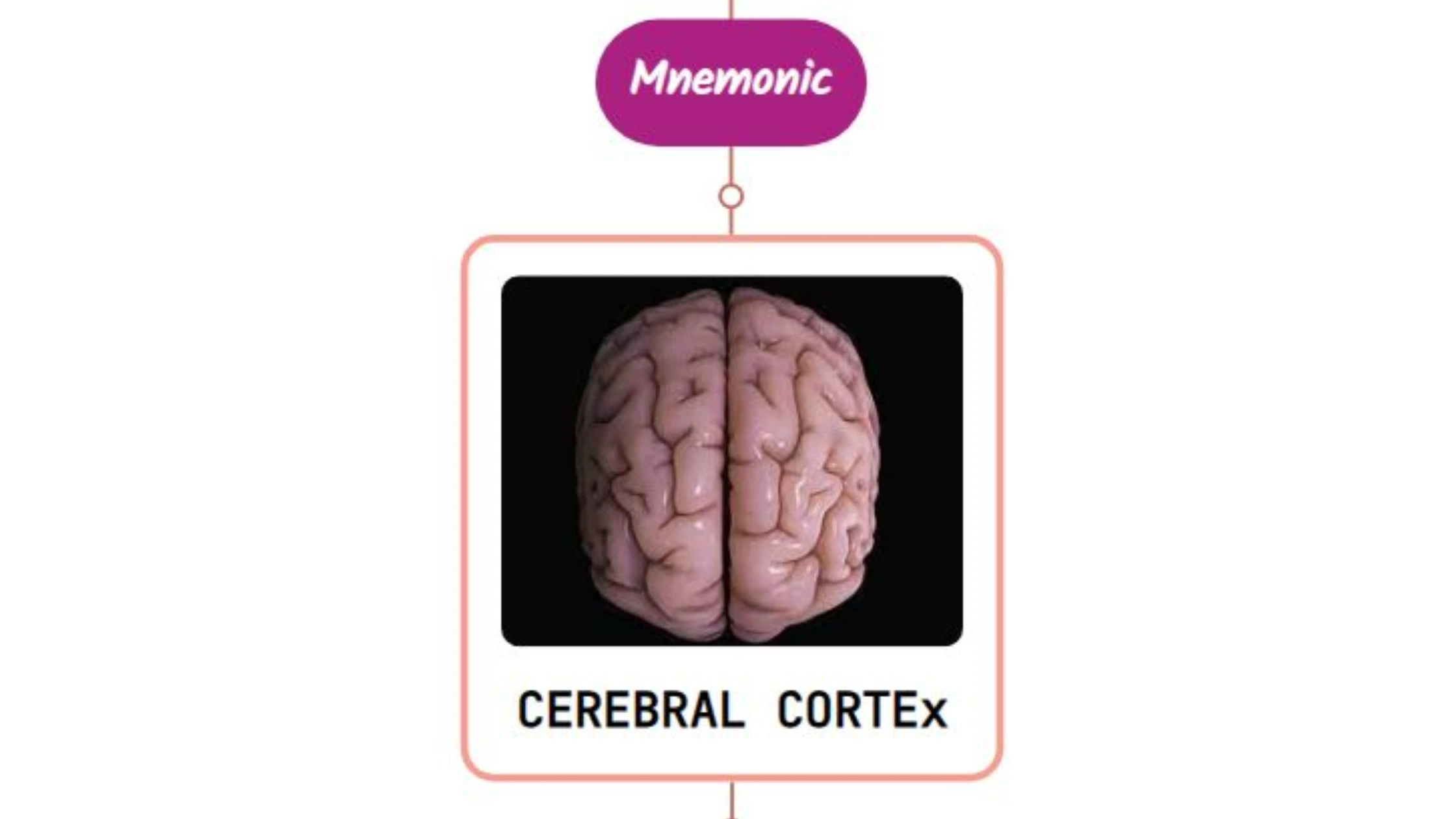 You are currently viewing Introduction to Cerebral Cortex Mnemonic