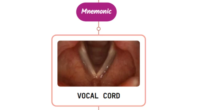 Read more about the article Laryngitis – Mnemonic