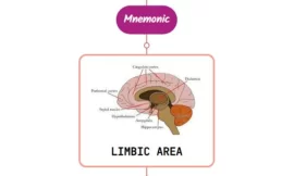 Limbic Network For Explicit Memory And Amnesia Mnemonic