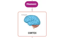 Localization Of Sensory Abnormalities To Cortex Mnemonic